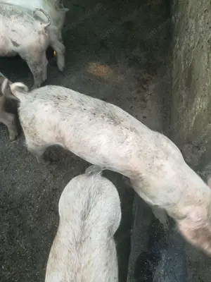 Vind purcei, rasa pietrean cu la drace, avind 7 ssptamini - imagine 3 Vind purcei, rasa pietrean cu la drace, avind 7 ssptamini - imagine 3