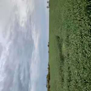 De vînzare in Jud Teleorman,fosta ferma și casă,Acte la zi , intabulare 2023!!