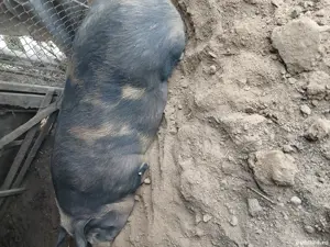 Vând porci - imagine 2