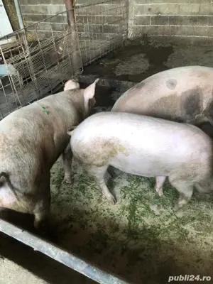 Porci de tăiat
