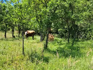2 terenuri agricol și extravilan, construcție P+1E la roșu-104 mp, acte gata, în Vâlcea - imagine 4