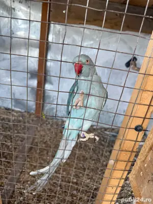 femela matura papagal micul alexandru - imagine 3