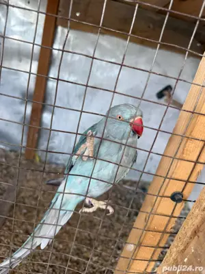 femela matura papagal micul alexandru - imagine 2