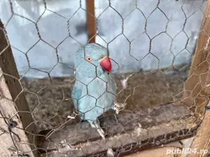 femela matura papagal micul alexandru