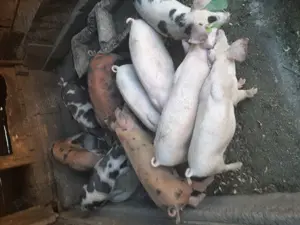 Purceluși de vânzare  - imagine 4