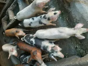 Purceluși de vânzare  - imagine 3