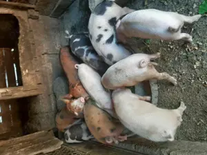 Purceluși de vânzare  - imagine 2