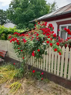 Casă de vânzare  - imagine 2 Casă de vânzare  - imagine 2