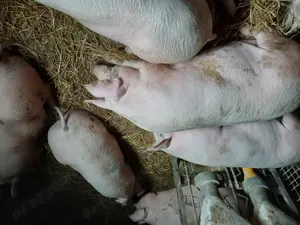 Vând porci de tăiat 