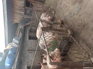 vand porci - imagine 2