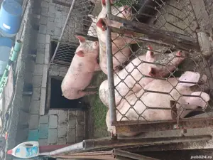 vand porci - imagine 3