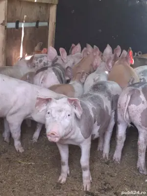 vand porci de rasa