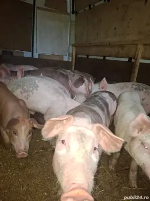 vand porci de rasa - imagine 3 vand porci de rasa - imagine 3