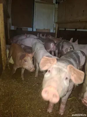 vand porci de rasa - imagine 2 vand porci de rasa - imagine 2