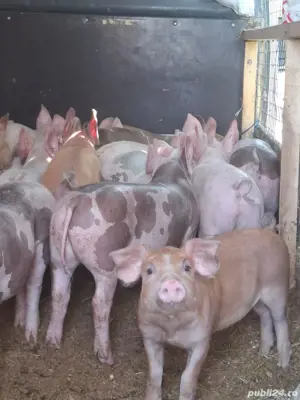 vand porci de rasa - imagine 4 vand porci de rasa - imagine 4