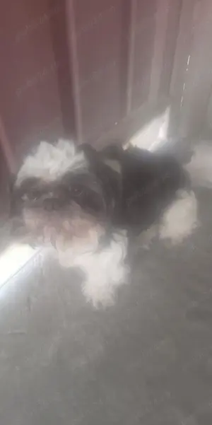 vand catel shih  thzhu