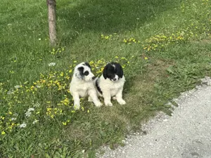 Căței ciobănești de bucovina - imagine 2 Căței ciobănești de bucovina - imagine 2