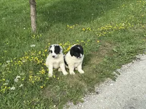 Căței ciobănești de bucovina