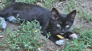 Pisicuta drăguța spre adoptie