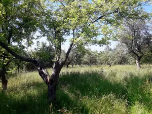 Teren intravilan 1935 mp, cadastrat, deschidere la stradă 23ml. - imagine 7