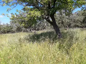 Teren intravilan 1935 mp, cadastrat, deschidere la stradă 23ml. - imagine 10