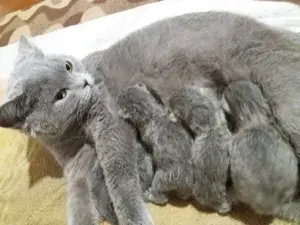 British Shorthair Blue femela - imagine 5