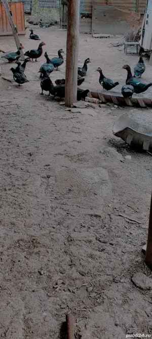 Rațe Leșești (mute)