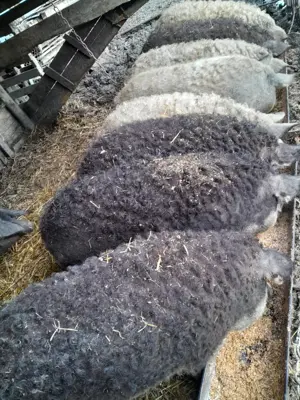 Vând porci mangalita