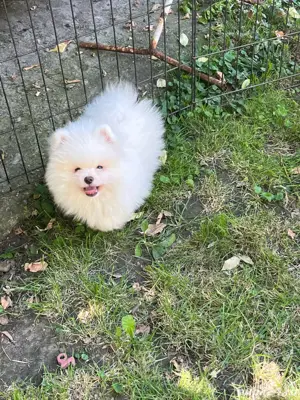 Pomeranian mascul  - imagine 5