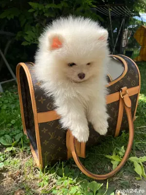 Pomeranian mascul  - imagine 4