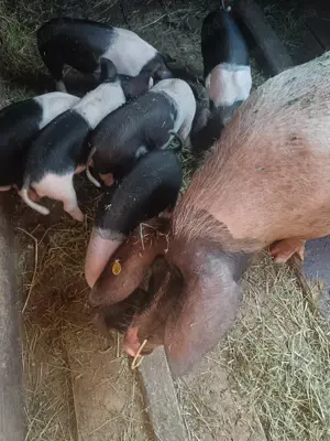 Vând purcei din rasa Bazna  - imagine 2