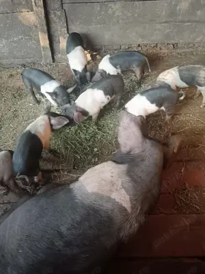 Vând purcei din rasa Bazna 