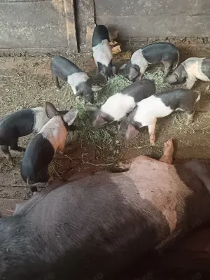Vând purcei din rasa Bazna  - imagine 5