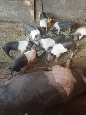 Vând purcei din rasa Bazna  - imagine 4