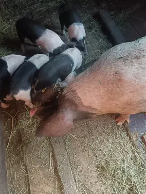 Vând purcei din rasa Bazna  - imagine 3