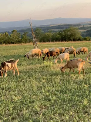 Oi și capre de vanzare