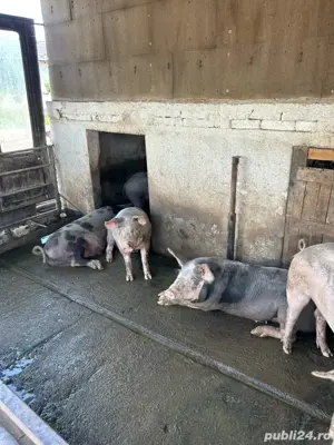 vand porci  - imagine 2 vand porci  - imagine 2