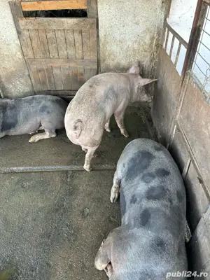vand porci  - imagine 3 vand porci  - imagine 3