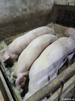 purcei si porci de vanzare - imagine 2