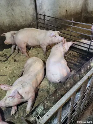 purcei si porci de vanzare - imagine 3
