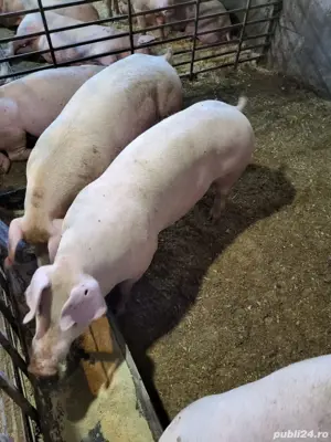 purcei si porci de vanzare - imagine 5
