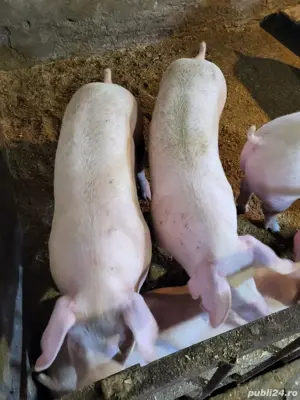 purcei si porci de vanzare