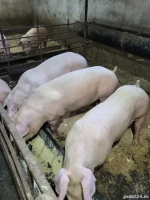 purcei si porci de vanzare - imagine 4