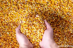 Vând porumb pentru Crimping 27% umiditate
