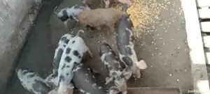 purcei de vânzare  - imagine 2