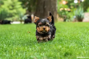 yorkshire terrier rasa pura