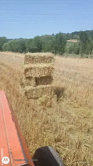 nutret de fan balotat