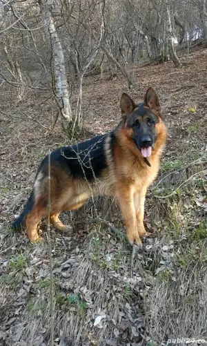 Pui ciobănesc german - imagine 4