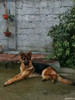 Pui ciobănesc german - imagine 5