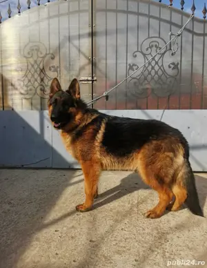 Pui ciobănesc german - imagine 3